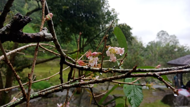 Bunga Sakura di Kebun Raya Cibodas. (Foto: Zahrina Yustisia Noorputeri/kumparan)