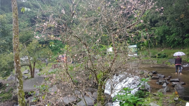 Bunga Sakura di Kebun Raya Cibodas. (Foto: Zahrina Yustisia Noorputeri/kumparan)