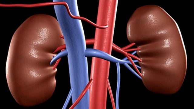 Ilustrasi ginjal (Foto: Thinstock)