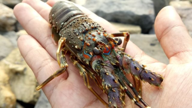 Ilustrasi lobster. Foto: Zuhri Noviandi/kumparan