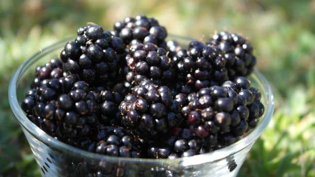 Ilustrasi buah beri Foto: Pixabay