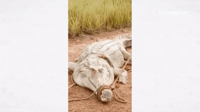 Penampakan buaya putih di Kalimantan Tengah. (Foto: Facebook Yuni Rusmini)