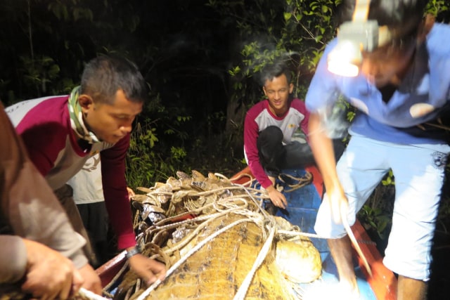 Pelepasan buaya 'putih' ke TNTP (Foto: Dokumentasi BKDSA Kalteng )