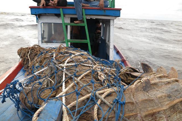 Buaya dibawa dengan kapal  (Foto: BKSDA Kalteng)