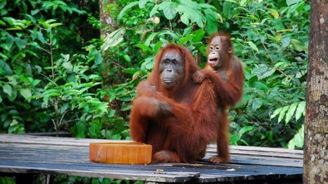 Orang Utan di Tanjung Puting. (Foto: Instagram @tanjungputing)