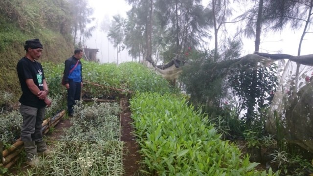 Bunga Edelweiss Mulai Dibudidayakan di Tosari