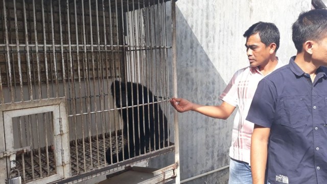 BKSDA Amankan Siamang Jantan (Foto: BKSDA Aceh)
