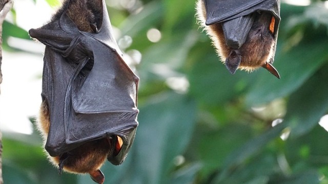 Ilustrasi kampret. (Foto: Salmar/Pixabay)