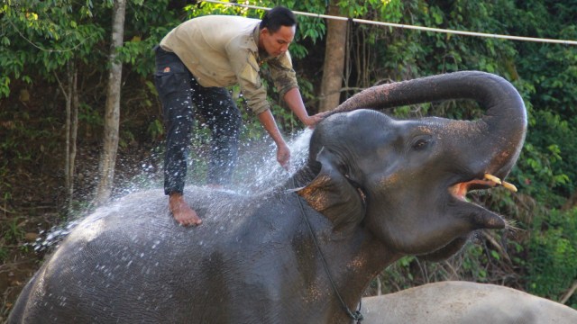 Wisata gajah di CRU Sampoinet Aceh Jaya. (Foto: Zuhri Noviandi/kumparan)