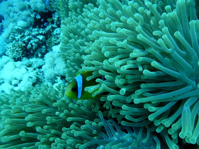 Pemandangan Bawah Laut (Foto: Pixabay)