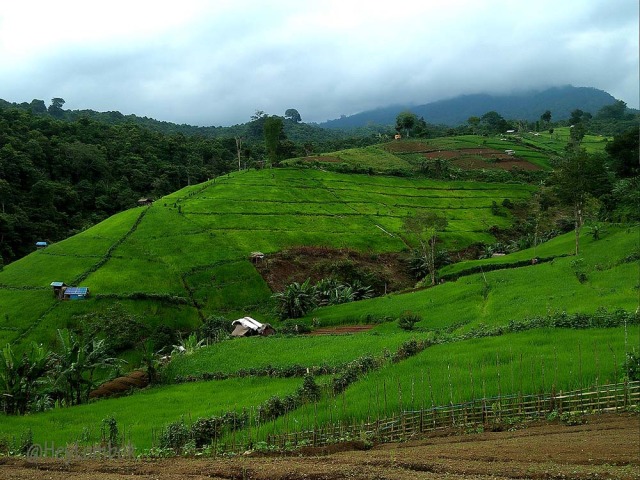 PESONA DESA BEBIDAS – LOMBOK TERASERING (1)