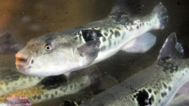 Ikan buntal di Jepang. (Foto: AFP/Yoshikazu Tsuno)