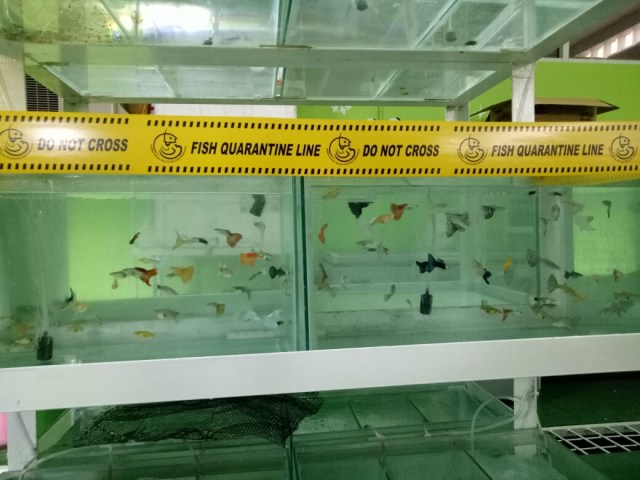 Penggagalan Pemasukan Ikan Hias Tanpa Dokumen Resmi dari Malaysia di Yogyakarta 