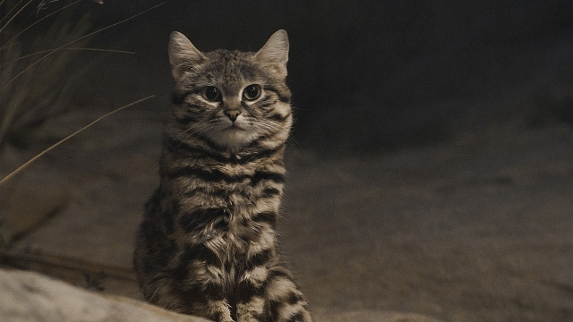 Kucing kaki hitam. (Foto: Commons Wikimedia)