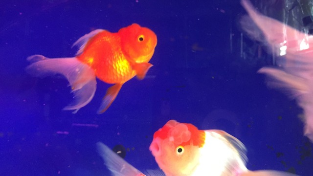 Ikan hias di Pasar Ikan Jatinegara (Foto: Abdul Latif/kumparan)