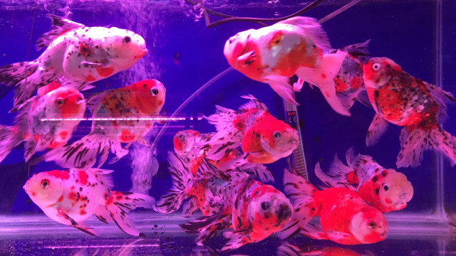 Ikan Koki di Pasar Ikan Jatinegara (Foto: Abdul Latif/kumparan)