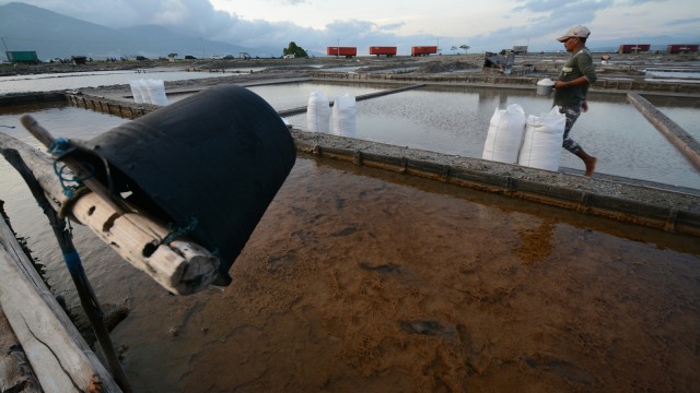 Petani sedang panen garam. (Foto: Antara/Basri Marzuki)