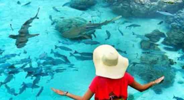 Bupati: Bunuh Ikan Hiu di Raja Ampat Denda Rp50 Juta