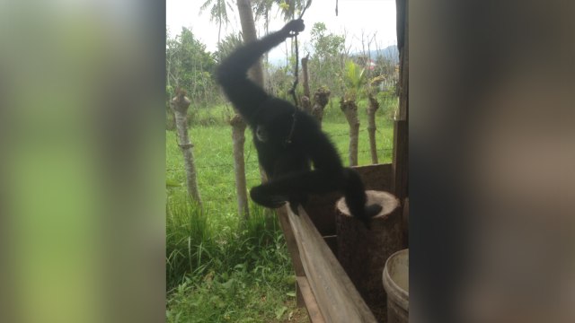BKSDA Aceh Kembali Amankan Siamang Jantan (Foto: Dok. BKSDA Aceh)