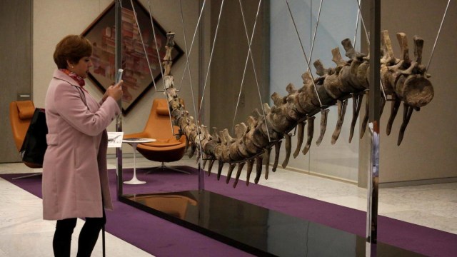 Ekor Dinosaurus di Pelelangan Meksiko (Foto: Daniel Becerril/Reuters)