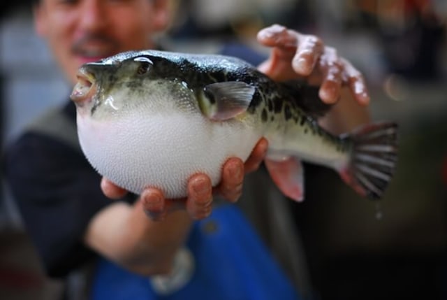 Alarm Peringatan Melarang Mengkonsumsi IKAN ini Ada Di Jepang
