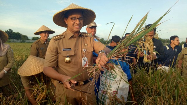 Anies Baswedan di Lokasi Panen Padi Raya, Cakung Foto: Nabila Fatiara/kumparan