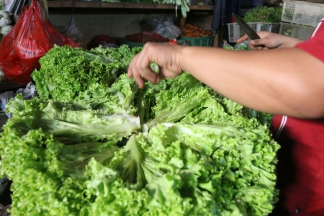 Selada (Foto: Iqbal Firdaus/kumparan)