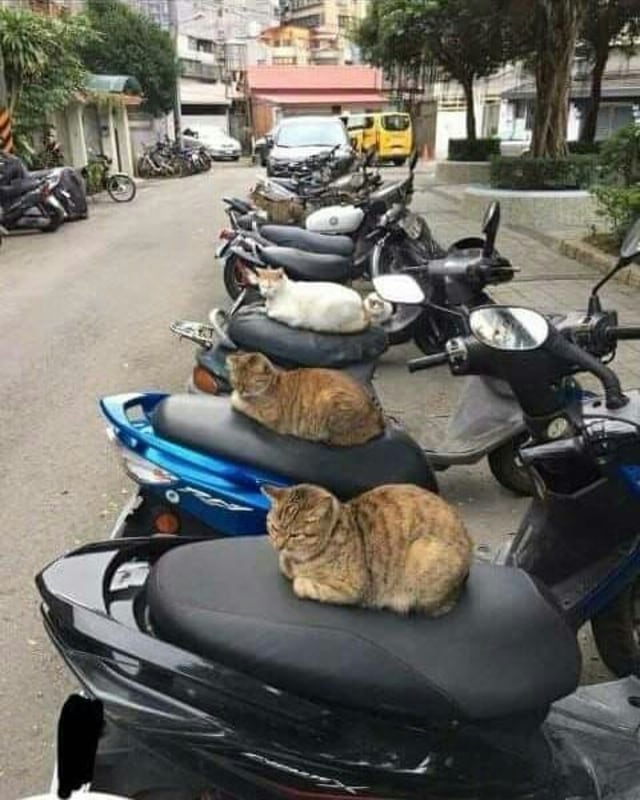 Geng motor!