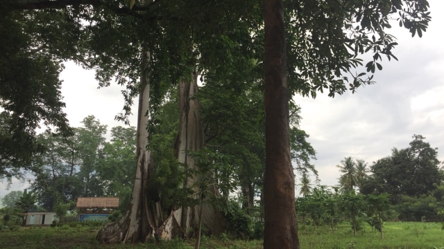 Pohon purba di kawasan hutan purba. (Foto: Bella Cynthia Ratnasari/kumparan)