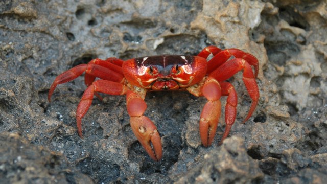 Migrasi Kepiting Merah (Foto: Thinkstock)