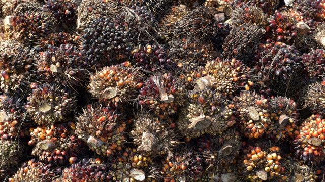 Kelapa Sawit (Foto: AFP/Adek Berry)
