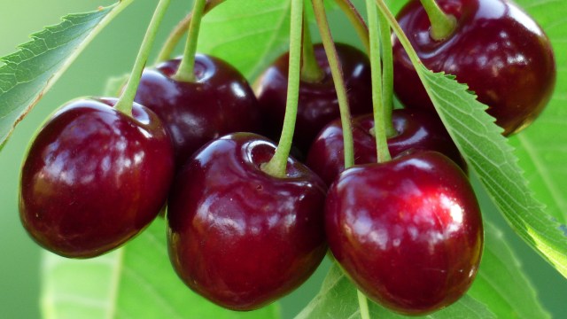 Ilustrasi Buah Ceri (Foto: Pixabay)