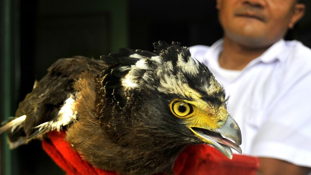Burung Elang Ular Bido (Foto: ANTARA FOTO/Asep Fathulrahman)