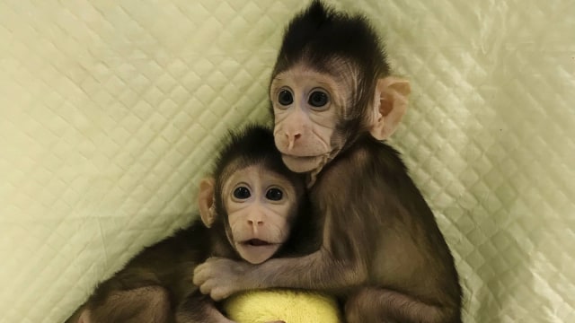 Monyet kembar Zhong Zhong dan Hua Hua  (Foto: Sun Qiang and Poo Muming/Chinese Academy of Sciences via AP)