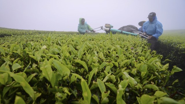 Ilustrasi kebun teh (Foto: Raisan Al Farisi/Antara)