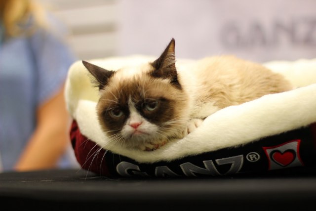 Tardar Sauce Cat (Foto: flickr)