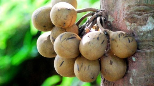 Buah Kepel (Foto: Dok. www.ui.ac.id)