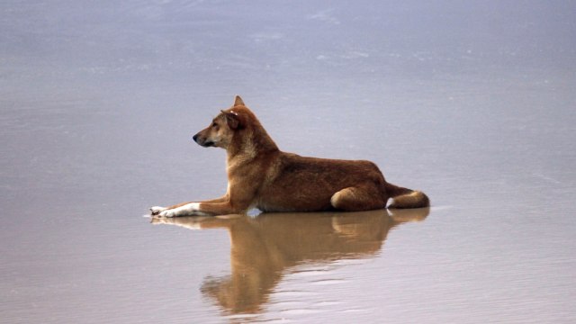 Fraser Island. (Foto: Pixabay)