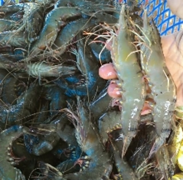 Pasar Jepang Terbuka Lebar Benur Udang Windu Makin Dikejar