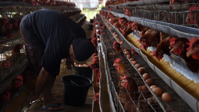 Peternakan ayam petelur (Foto: ANTARA FOTO/Indrianto Eko Suwarso)