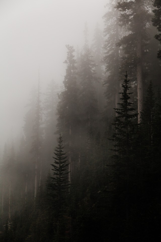 Dikepung Kabut