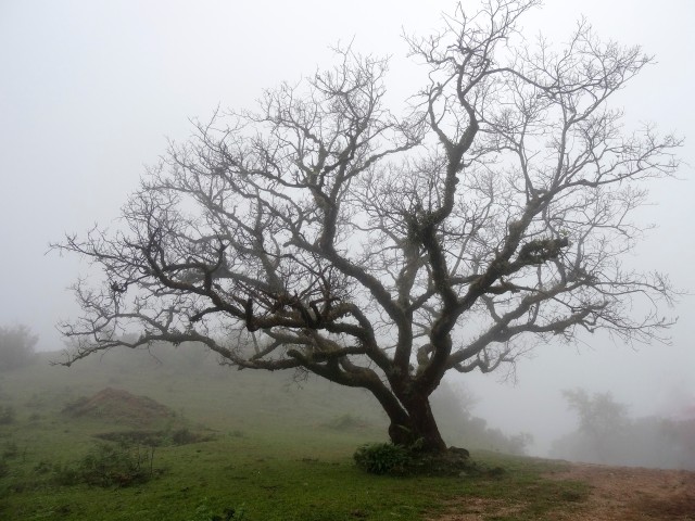 Dikepung Kabut (8)