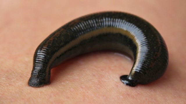 Lintah Menempel di Tubuh (Foto: EllWi via Pixabay)