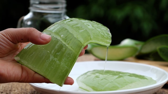 Lidah buaya. (Foto: Thinkstock)