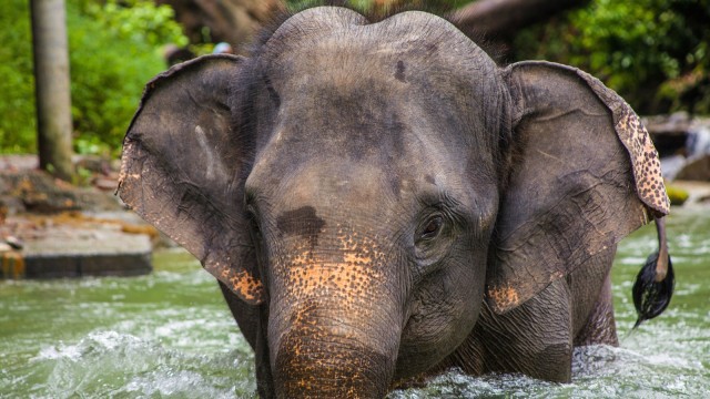 Gajah di Thailand (Foto: Pixabay)