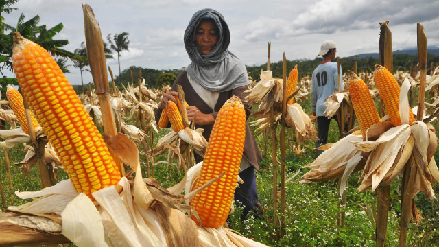 Petani memanen jagung (Foto: ANTARA FOTO/Anis Efizudin)