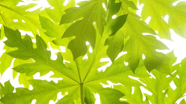 Ilustrasi daun pepaya. (Foto: Dok. Pixabay)