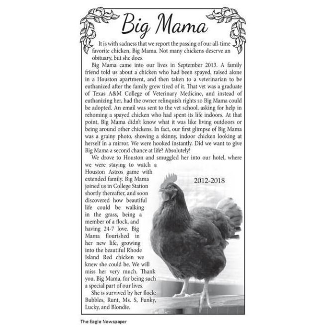 Ucapan Belasungkawa untuk Seekor Ayam Betina Dimuat dalam Surat Kabar (1)