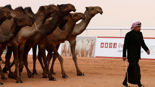 Ilustrasi unta (Foto: REUTERS/Faisal Al Nasser)