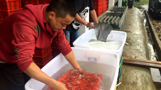 Proses karantina manggis sebelum ekspor ke China. (Foto: Siti Maghfirah/kumparan)